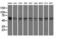 Pantothenate kinase 2, mitochondrial antibody, LS-C115319, Lifespan Biosciences, Western Blot image 