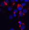 Bcl2 Modifying Factor antibody, NBP1-76658, Novus Biologicals, Immunofluorescence image 