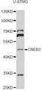 CAMP Responsive Element Binding Protein 3 antibody, LS-C748621, Lifespan Biosciences, Western Blot image 