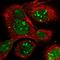 NOP16 Nucleolar Protein antibody, HPA036506, Atlas Antibodies, Immunofluorescence image 