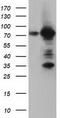 Rho GTPase Activating Protein 25 antibody, TA501745, Origene, Western Blot image 