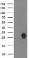 Adenylate kinase isoenzyme 4, mitochondrial antibody, CF503010, Origene, Western Blot image 