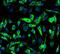 Protein Kinase C Gamma antibody, FNab06485, FineTest, Immunofluorescence image 