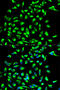Claudin 7 antibody, STJ23163, St John