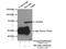 MYOC antibody, 14238-1-AP, Proteintech Group, Immunoprecipitation image 
