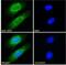 T-Complex 1 antibody, NB100-1400, Novus Biologicals, Immunofluorescence image 