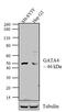 GATA Binding Protein 4 antibody, PA1-102, Invitrogen Antibodies, Western Blot image 