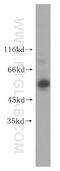 UBX Domain Protein 6 antibody, 14706-1-AP, Proteintech Group, Western Blot image 
