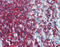 CD44 antibody, 51-873, ProSci, Immunohistochemistry frozen image 