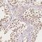 Coiled-Coil Domain Containing 138 antibody, NBP2-49123, Novus Biologicals, Immunohistochemistry frozen image 