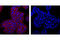 Mouse IgG antibody, 8527S, Cell Signaling Technology, Immunofluorescence image 