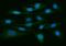 ADAM Metallopeptidase Domain 9 antibody, A03074-1, Boster Biological Technology, Immunofluorescence image 