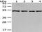 Mitochondrial Ribosomal Protein S30 antibody, PA5-51245, Invitrogen Antibodies, Western Blot image 