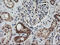 Mitochondrial Ribosomal Protein S34 antibody, M14945, Boster Biological Technology, Immunohistochemistry paraffin image 