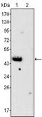 GATA Binding Protein 4 antibody, TA336777, Origene, Western Blot image 