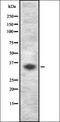 Cyclin-dependent kinase 5 activator 2 antibody, orb337103, Biorbyt, Western Blot image 