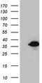 Single-strand selective monofunctional uracil DNA glycosylase antibody, LS-C792449, Lifespan Biosciences, Western Blot image 