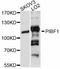 Progesterone-induced-blocking factor 1 antibody, abx126358, Abbexa, Western Blot image 