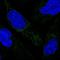 Mitochondrial Ribosomal Protein S34 antibody, HPA042112, Atlas Antibodies, Immunocytochemistry image 
