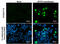 ZFP57 Zinc Finger Protein antibody, GTX631715, GeneTex, Immunofluorescence image 