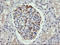 Cilia And Flagella Associated Protein 299 antibody, LS-C174627, Lifespan Biosciences, Immunohistochemistry frozen image 