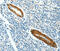 CAV3 antibody, MBS2519313, MyBioSource, Immunohistochemistry frozen image 