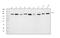 Ubiquitin Specific Peptidase 10 antibody, A03786-3, Boster Biological Technology, Western Blot image 