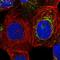 Zinc Finger Protein 48 antibody, HPA023806, Atlas Antibodies, Immunofluorescence image 