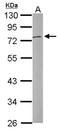 Protein fat-free homolog antibody, orb74095, Biorbyt, Western Blot image 