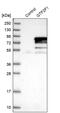 General Transcription Factor IIF Subunit 1 antibody, PA5-54606, Invitrogen Antibodies, Western Blot image 