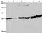 MCH receptor 1 antibody, PA5-50705, Invitrogen Antibodies, Western Blot image 