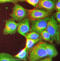 Cytochrome P450 Family 1 Subfamily A Member 1 antibody, ab3568, Abcam, Immunofluorescence image 