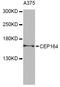 Centrosomal Protein 164 antibody, orb374318, Biorbyt, Western Blot image 