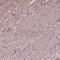 Crystallin Beta A4 antibody, PA5-67152, Invitrogen Antibodies, Immunohistochemistry frozen image 