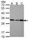 DCN1-like protein 1 antibody, GTX116559, GeneTex, Western Blot image 