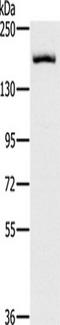 Receptor tyrosine-protein kinase erbB-4 antibody, TA349275, Origene, Western Blot image 