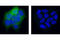 p18 antibody, 3313L, Cell Signaling Technology, Immunocytochemistry image 