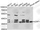 U2 Small Nuclear RNA Auxiliary Factor 1 antibody, A1046, ABclonal Technology, Western Blot image 