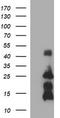 Tumor Necrosis Factor antibody, TA506513, Origene, Western Blot image 
