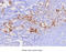 Fatty Acid Binding Protein 1 antibody, MBS200109, MyBioSource, Immunohistochemistry paraffin image 
