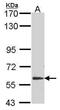 Glypican-5 antibody, PA5-21551, Invitrogen Antibodies, Western Blot image 