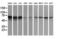 5-Aminoimidazole-4-Carboxamide Ribonucleotide Formyltransferase/IMP Cyclohydrolase antibody, LS-C173847, Lifespan Biosciences, Western Blot image 