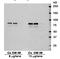 Solute Carrier Family 9 Member A3 antibody, orb67564, Biorbyt, Western Blot image 