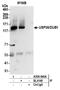 Ubiquitin Specific Peptidase 36 antibody, A300-940A, Bethyl Labs, Immunoprecipitation image 