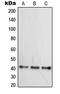 Wnt Family Member 16 antibody, LS-C353449, Lifespan Biosciences, Western Blot image 