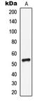Leukocyte Immunoglobulin Like Receptor A1 antibody, LS-C353298, Lifespan Biosciences, Western Blot image 