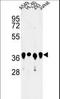 Arginine And Glutamate Rich 1 antibody, LS-C156462, Lifespan Biosciences, Western Blot image 