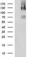 PMS1 Homolog 2, Mismatch Repair System Component antibody, TA506683BM, Origene, Western Blot image 