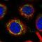 Rotatin antibody, NBP1-90555, Novus Biologicals, Immunofluorescence image 