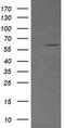 CD19 antibody, TA506234S, Origene, Western Blot image 